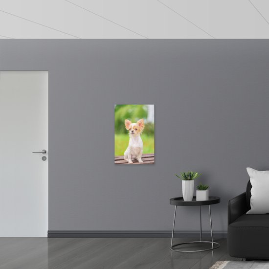 Acrylglas - Beige met Witte Chihuahua Hond op Bankje met Dichtgeknepen Oogjes - 50x75 cm Foto op Acrylglas (Wanddecoratie op Acrylaat)