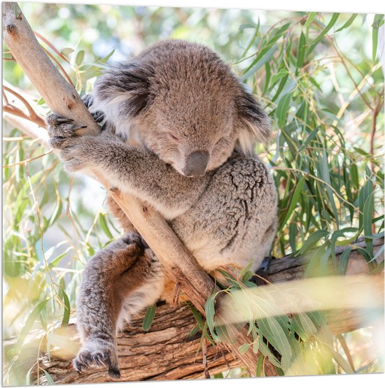 WallClassics - Acrylglas - Schattige Koala aan een Tak - 100x100 cm Foto op Acrylglas (Wanddecoratie op Acrylaat)