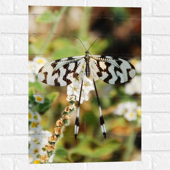 WallClassics - Muursticker - Vlinder met Zwart-witte Vleugels en Lange Sprieten - 40x60 cm Foto op Muursticker