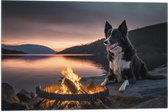 Vlag - Bordercollie Hond Liggend langs Kampvuur aan het Water - 60x40 cm Foto op Polyester Vlag