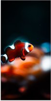 WallClassics - Poster (Mat) - Nemo Vis - 50x100 cm Foto op Posterpapier met een Matte look