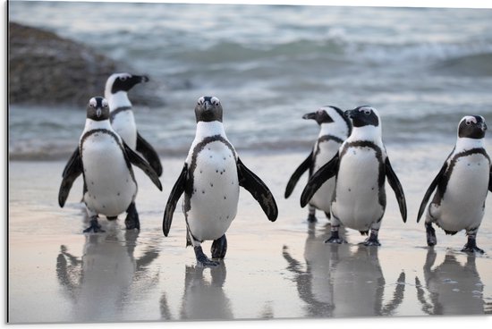 Dibond - Groep Pinguïns op het Strand - 75x50 cm Foto op Aluminium (Met Ophangsysteem)