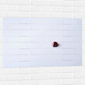WallClassics - Muursticker - Lieveheersbeestje op Witte Achtergrond - 90x60 cm Foto op Muursticker