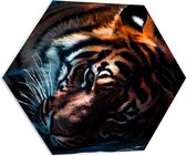 WallClassics - PVC Schuimplaat Hexagon - Rustende Tijger in het Zonlicht - 70x60.9 cm Foto op Hexagon (Met Ophangsysteem)