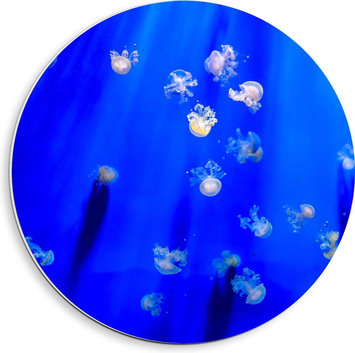 PVC Schuimplaat Muurcirkel - Groep Mini Kwallen in het Aquarium - 40x40 cm Foto op Muurcirkel (met ophangsysteem)