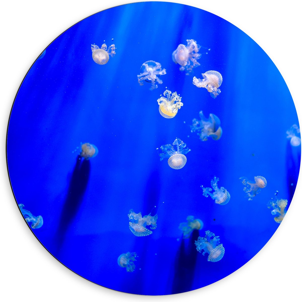 Dibond Muurcirkel - Groep Mini Kwallen in het Aquarium - 60x60 cm Foto op Aluminium Muurcirkel (met ophangsysteem)