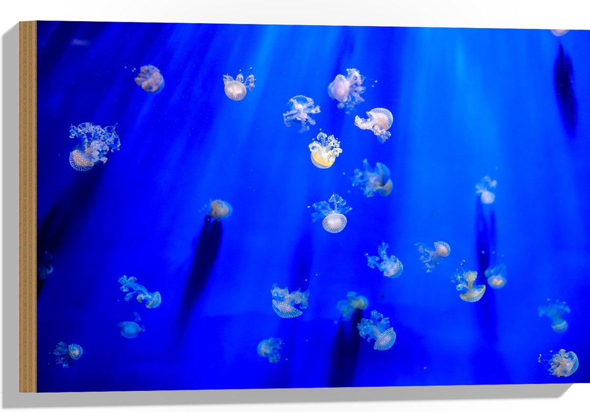Hout - Groep Mini Kwallen in het Aquarium - 60x40 cm - 9 mm dik - Foto op Hout (Met Ophangsysteem)
