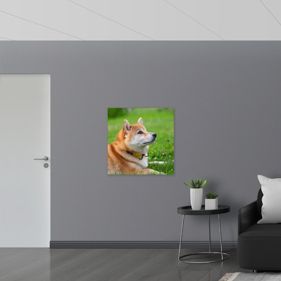 WallClassics - Affiche brillante – Shiba Inu regardant vers le haut dans un champ vert - Photo 80 x 80 cm sur papier poster brillant