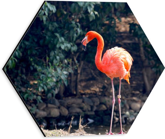 Dibond Hexagon - Staande Roze Flamingo - 30x26.1 cm Foto op Hexagon (Met Ophangsysteem)