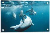 Tuinposter – Vrolijke Dolfijnen in de Zee - 60x40 cm Foto op Tuinposter (wanddecoratie voor buiten en binnen)