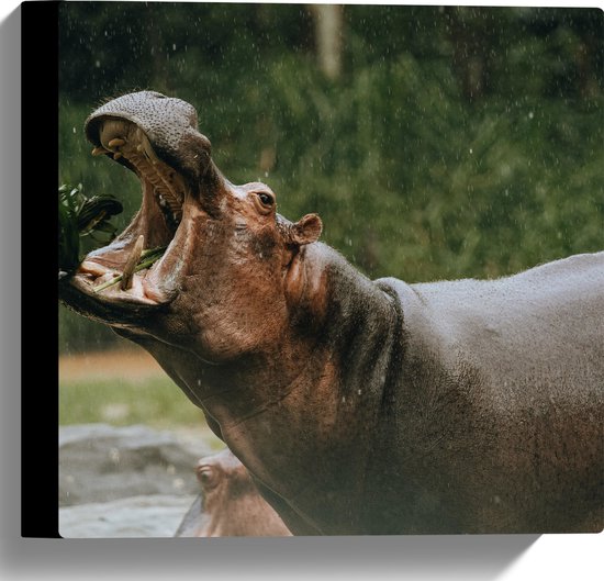 WallClassics - Canvas - Nijlpaard met Open Bek - 30x30 cm Foto op Canvas Schilderij (Wanddecoratie op Canvas)