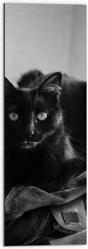 WallClassics - Dibond - Liggende Kat (Zwart- wit) - 30x90 cm Foto op Aluminium (Met Ophangsysteem)