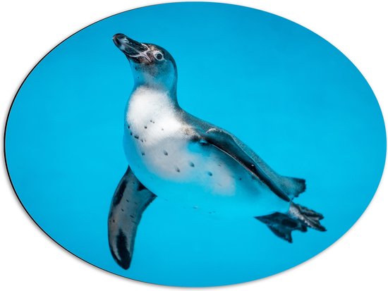 Dibond Ovaal - Zwemmende Pingïun in Blauwe Zee - 68x51 cm Foto op Ovaal (Met Ophangsysteem)