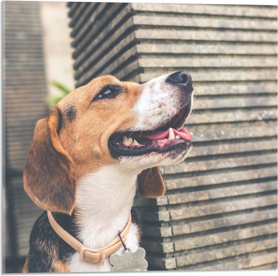 WallClassics - Acrylglas - Wegkijkende Beagle Hond - 50x50 cm Foto op Acrylglas (Wanddecoratie op Acrylaat)