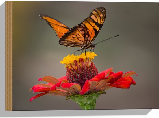 Hout - Oranje Vlinder op een Rode Bloem - 40x30 cm - 9 mm dik - Foto op Hout (Met Ophangsysteem)