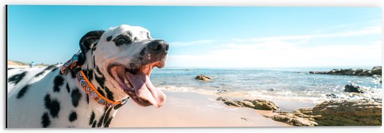 Dibond - Vrolijke Dalmatiër op het Strand - 60x20 cm Foto op Aluminium (Met Ophangsysteem)