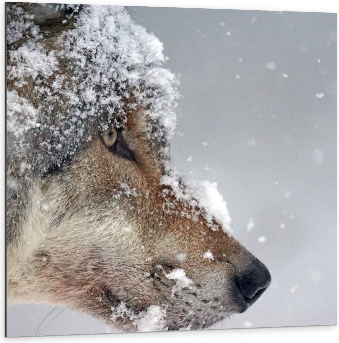 Dibond - Vlokken Sneeuw op Kop van Geconcentreerde Wolf - 100x100 cm Foto op Aluminium (Me
