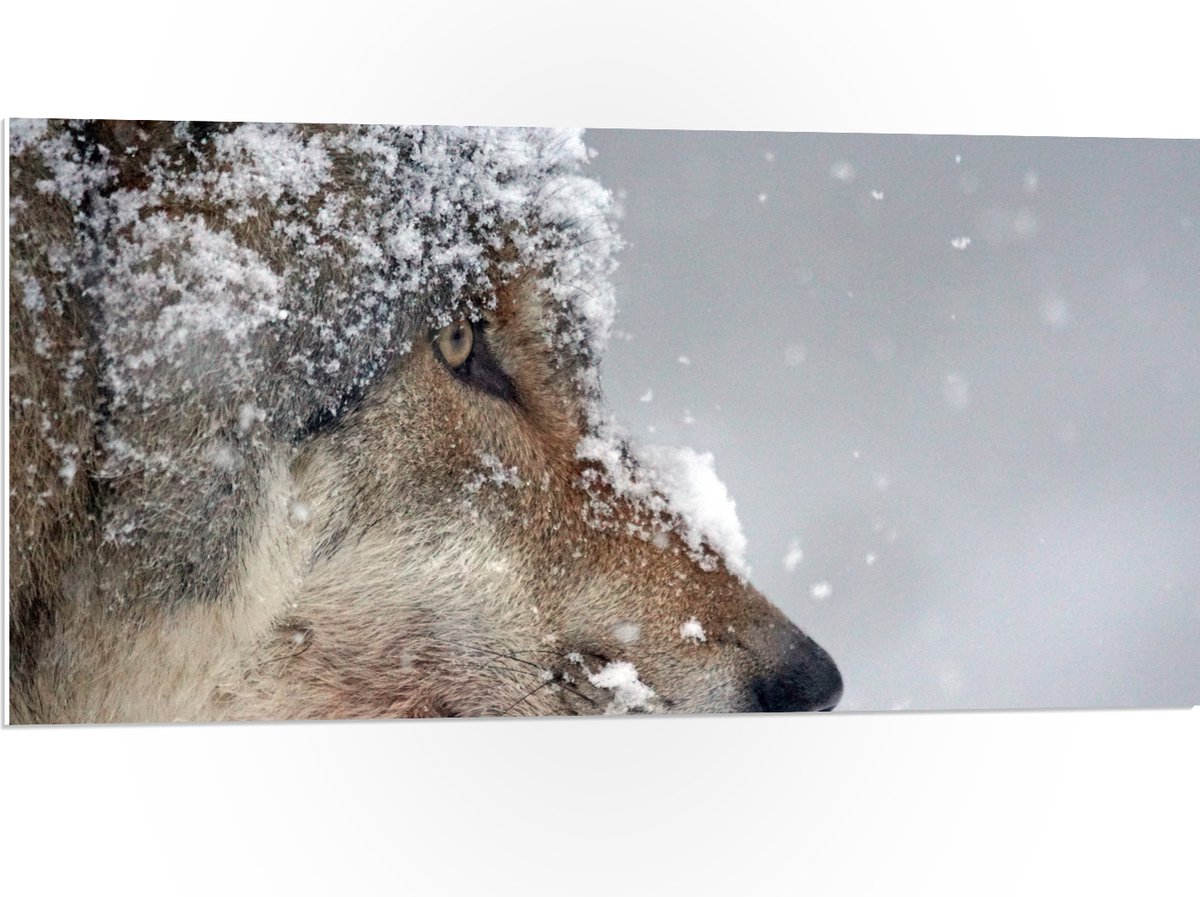 PVC Schuimplaat - Vlokken Sneeuw op Kop van Geconcentreerde Wolf - 100x50 cm Foto op PVC S