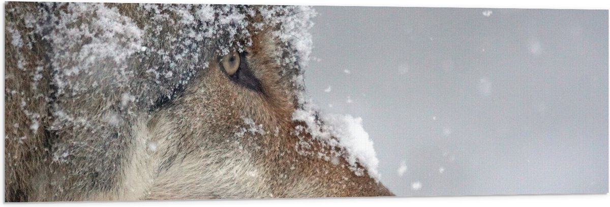 Vlag - Vlokken Sneeuw op Kop van Geconcentreerde Wolf - 120x40 cm Foto op Polyester Vlag
