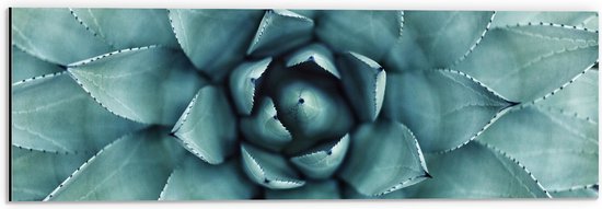 WallClassics - Dibond - Close-Up Aloë Vera Plant - 60x20 cm Foto op Aluminium (Met Ophangsysteem)