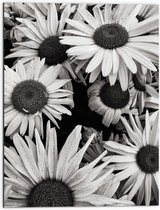 WallClassics - Dibond - Zwart Wit Foto van Zonnebloemen - 60x80 cm Foto op Aluminium (Wanddecoratie van metaal)