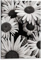 WallClassics - Dibond - Zwart Wit Foto van Zonnebloemen - 40x60 cm Foto op Aluminium (Wanddecoratie van metaal)
