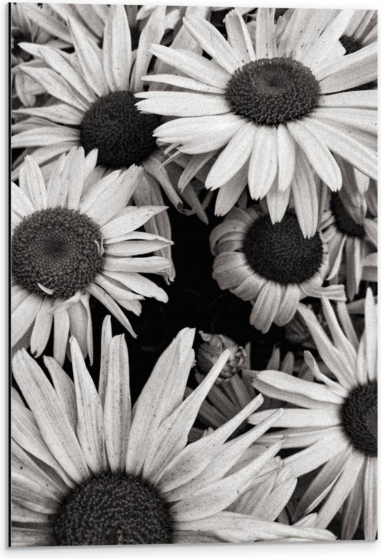 WallClassics - Dibond - Zwart Wit Foto van Zonnebloemen - 40x60 cm Foto op Aluminium (Wanddecoratie van metaal)