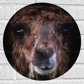 WallClassics - Muursticker Cirkel - Bruine Alpaca - 40x40 cm Foto op Muursticker