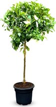 Sunny Tree - Citrus - Citroenboom - Hoogte 160 cm - Citrus Limon - 8 jaar oude boom