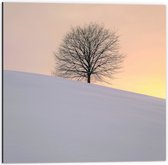 WallClassics - Dibond - Kale Boom op Besneeuwde Heuvel - 50x50 cm Foto op Aluminium (Met Ophangsysteem)