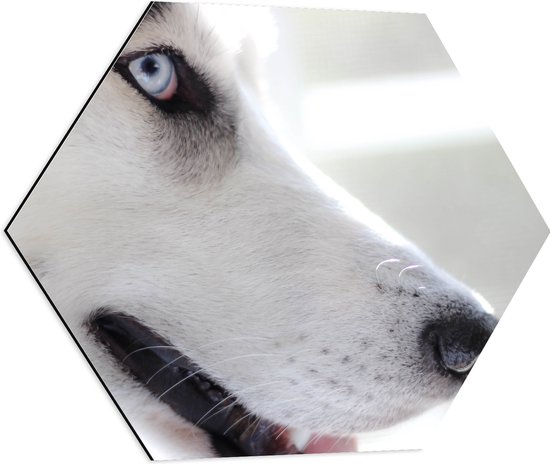 WallClassics - Dibond Hexagon - Close-Up van een Hond - 60x52.2 cm Foto op Hexagon (Met Ophangsysteem)