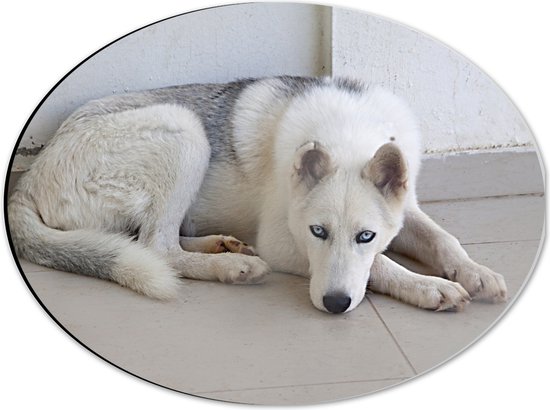 WallClassics - Dibond Ovaal - Witte Siberische Husky - 40x30 cm Foto op Ovaal (Met Ophangsysteem)