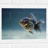 WallClassics - Muursticker - Vis in het Water - 40x30 cm Foto op Muursticker