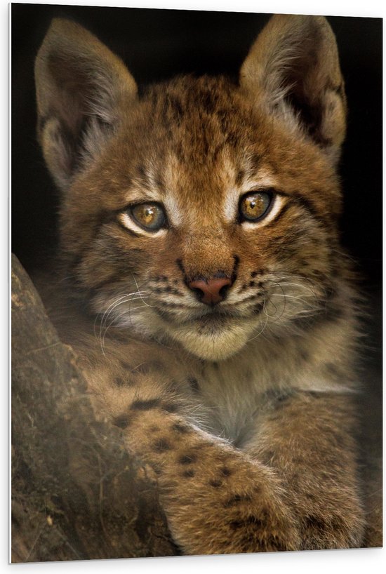 WallClassics - PVC Schuimplaat- Bruine Lynx - 80x120 cm Foto op PVC Schuimplaat