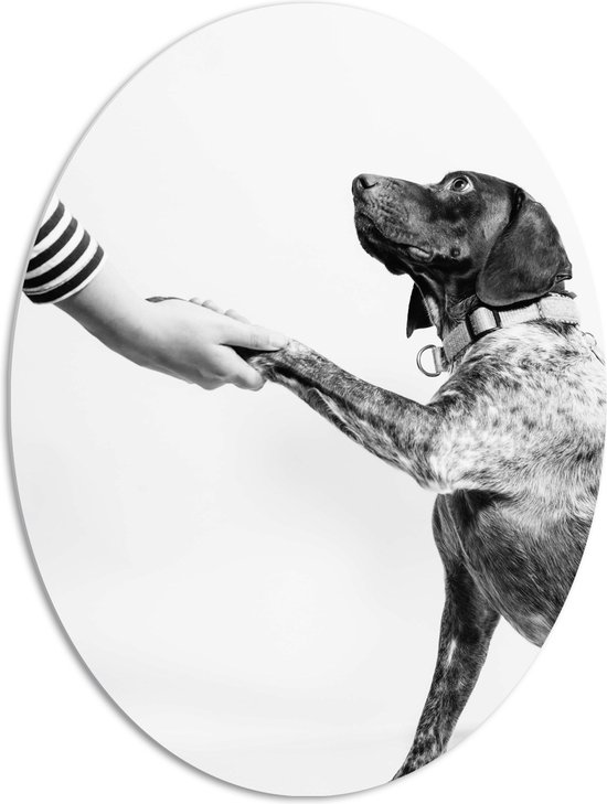 WallClassics - PVC Schuimplaat Ovaal - Hond Geeft Poot Zwart - Wit - 72x96 cm Foto op Ovaal (Met Ophangsysteem)