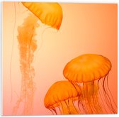WallClassics - Plaque Mousse PVC - Méduse Oranje - Photo 50x50 cm sur Plaque Mousse PVC (Avec Système d'accrochage)