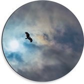 WallClassics - Dibond Muurcirkel - Vliegende Roofvogel in de Lucht - 30x30 cm Foto op Aluminium Muurcirkel (met ophangsysteem)