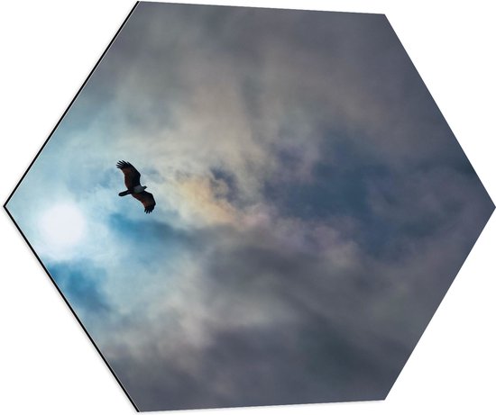 WallClassics - Dibond Hexagon - Vliegende Roofvogel in de Lucht - 70x60.9 cm Foto op Hexagon (Met Ophangsysteem)