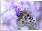 WallClassics - Tuinposter – Doorzichtige Vleugels van Vlinder - 80x60 cm Foto op Tuinposter (wanddecoratie voor buiten en binnen)