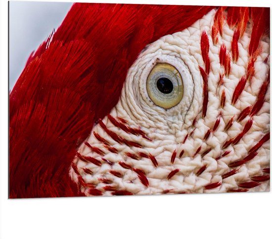 WallClassics - Dibond - Close-Up van een Oog van een Vogel - 100x75 cm Foto op Aluminium (Met Ophangsysteem)