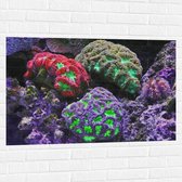WallClassics - Muursticker - Gekleurd Koraal - 105x70 cm Foto op Muursticker