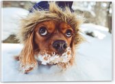 WallClassics - Acrylglas - Bruine Hondenhoofd boven de Sneeuw - 40x30 cm Foto op Acrylglas (Met Ophangsysteem)