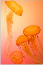 WallClassics - Poster (Matte) - Méduse Oranje - 70x105 cm Photo sur Papier Poster avec un aspect Mat