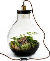 Growing Concepts DIY Duurzaam Ecosysteem Giants Ecolight XL - 20 Liter - Planten - Botanische Mix - H42xØ40cm