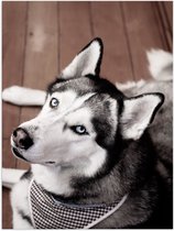 WallClassics - Poster Glanzend – Wit met Zwarte Hond op de Grond - 30x40 cm Foto op Posterpapier met Glanzende Afwerking