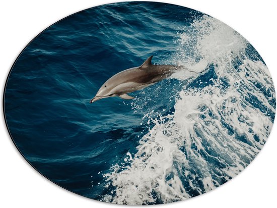 WallClassics - Dibond Ovaal - Springende Dolfijn in de Golvende Zee - 56x42 cm Foto op Ovaal (Met Ophangsysteem)