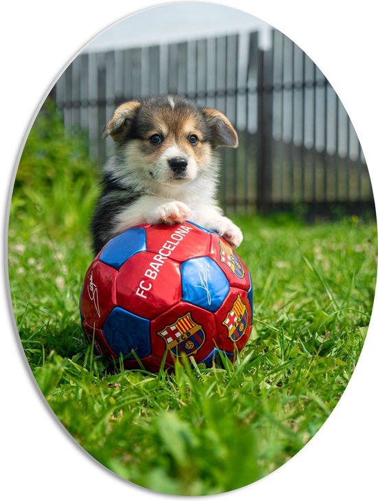 WallClassics - PVC Schuimplaat Ovaal - Hondje Speelt met een Voetbal - 42x56 cm Foto op Ovaal (Met Ophangsysteem)