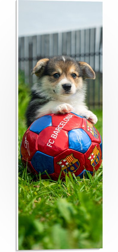 WallClassics - Plaque en Mousse PVC - Chien Joue au Voetbal - Photo 20x60 cm sur Plaque en Mousse PVC (Avec Système d'accrochage)