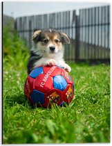 WallClassics - Dibond - Hondje Speelt met een Voetbal - 30x40 cm Foto op Aluminium (Wanddecoratie van metaal)