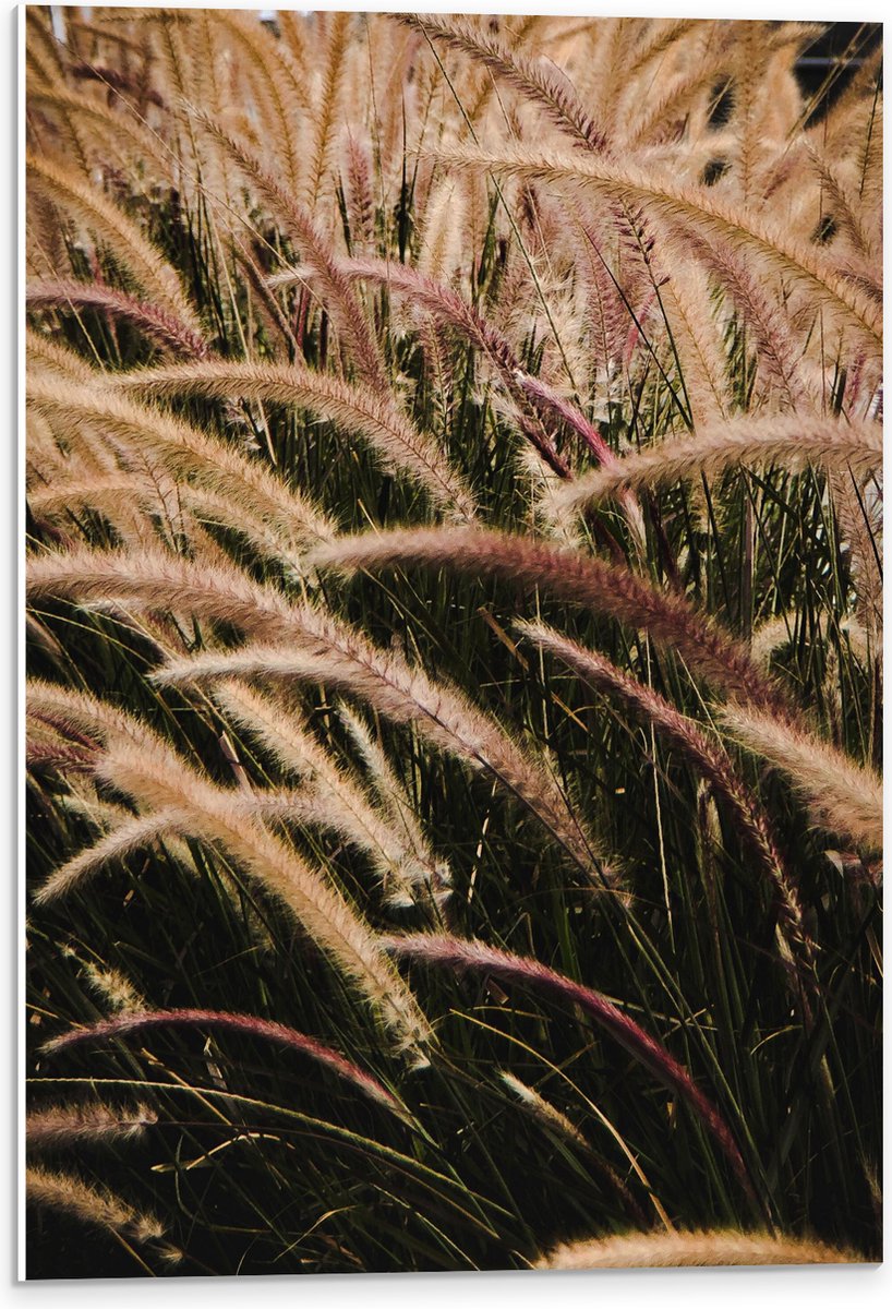 PVC Schuimplaat - Sierlijke Fontein Gras - 40x60 cm Foto op PVC Schuimplaat (Met Ophangsys
